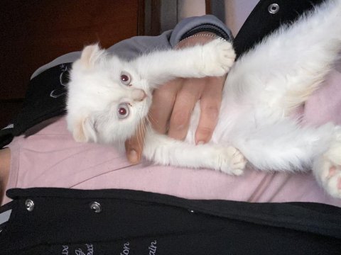 Secereli anneden güzeller güzeli bebekler scottish fold