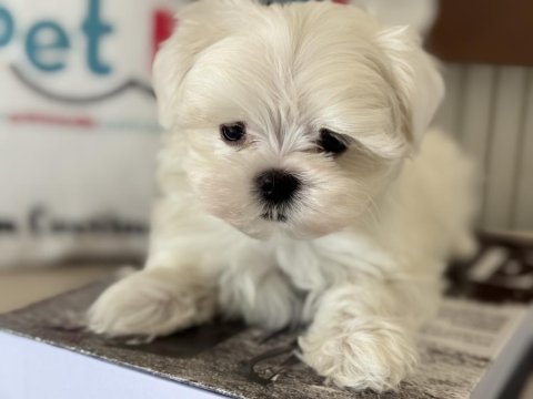 Tea cup kore kan maltese petmode de canlı görün