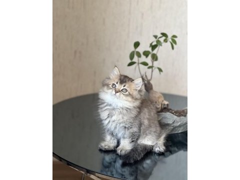 Ayı surat british longhair golden black yavrum