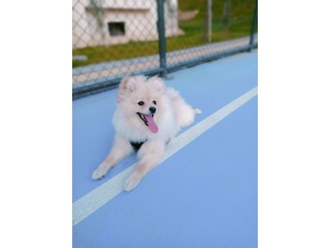 Pomeranian 6 aylık erkek spitz
