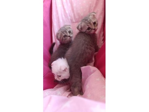 Scottish fold yavrular