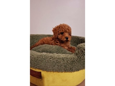 Toy poodle bebekler yeni yuvalarını arıyorlar