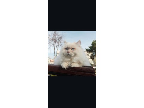 Golden ny25 british shorthair dişi yavru