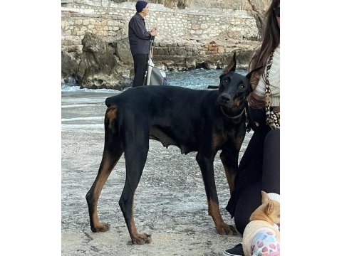 Dişi safkan doberman