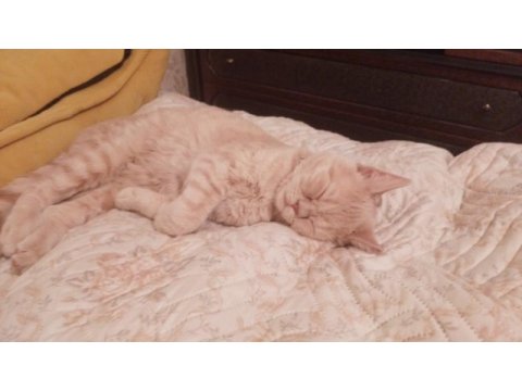 British shorthair ve iran kırması paşa