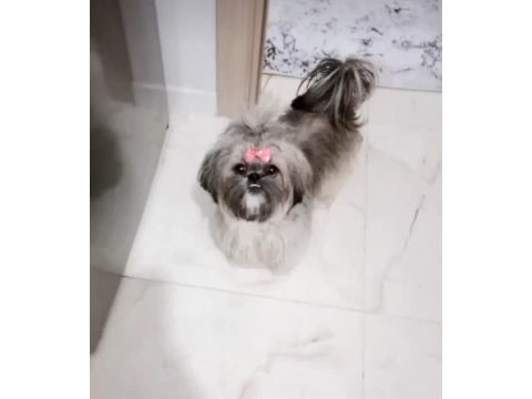 Safkan dişi shih tzu 2 aylık