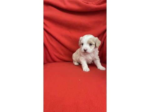 Wc eğitimli aşılı maltipoo bebekler