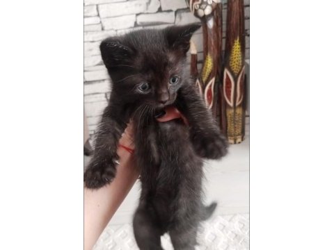 Siyah british shorthair minik