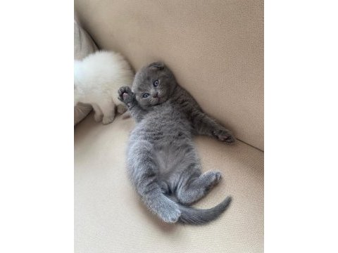 Teslime hazır british shorthair