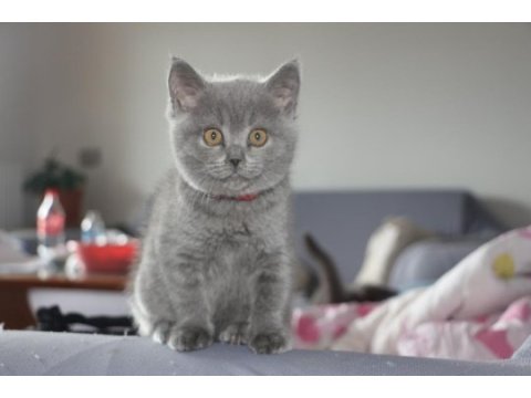 British shorthair dişi ve erkek blue
