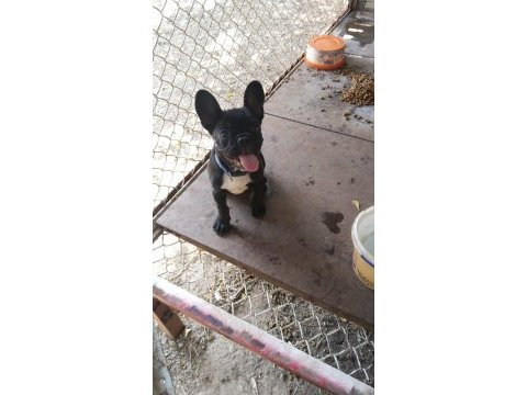 Yer sıkıntısı için köpeğimiz uyguna verilecektir