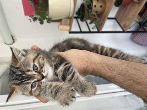 Yavru kedimiz sahibini bekliyor