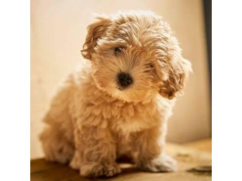 Mini boy maltipoo bebeklerimiz