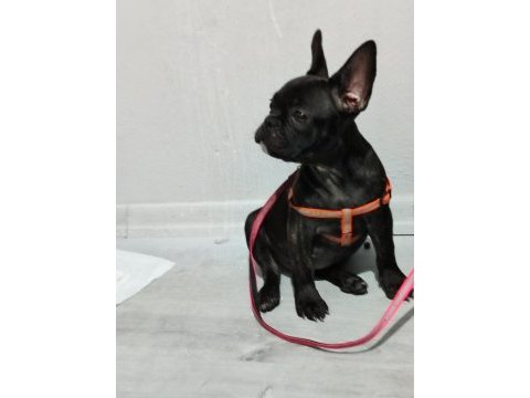 Fransız bulldog