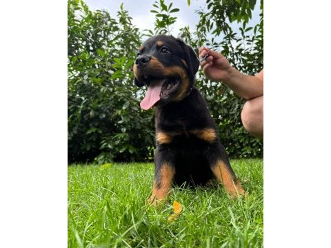 Rottweiler bebekler