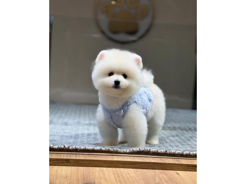 Sağlık ve ırk garantili pomeranian