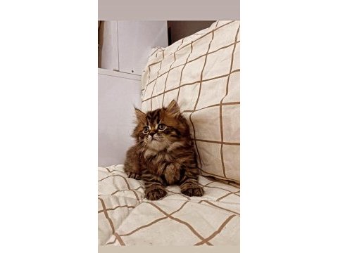 Yakışıklı british longhair oğlumuza sahip aranıyor