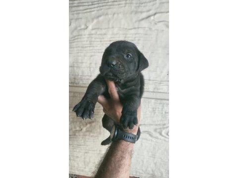 Cane corso yavrular