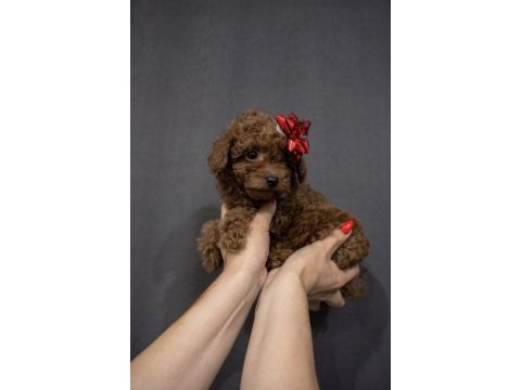 Dişi poodle köpeği