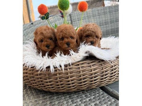 Yasal köpek çiftliğinden toy poodle yavrularımız