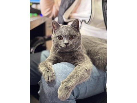 British shorthair çok karakterli uysal
