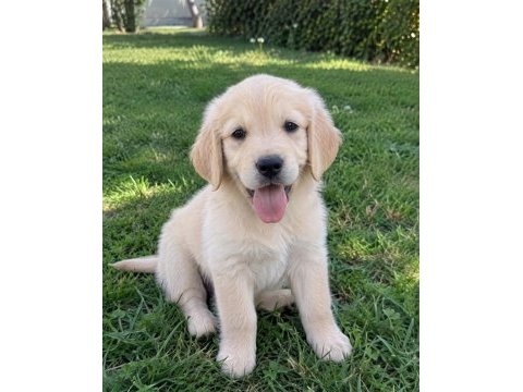 Pamuk gibi golden retriever yavrular