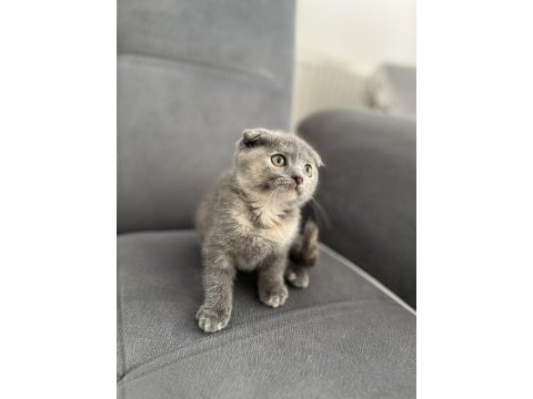 Lilac kan hattı scottish fold yavrular