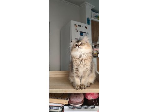 British longhair kedilerim