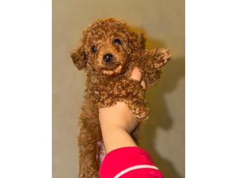 2 aylık toy poodle erkek son yavru