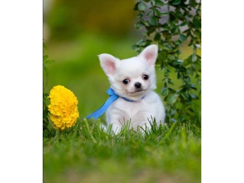 Longhair wc eğitimli chihuahua