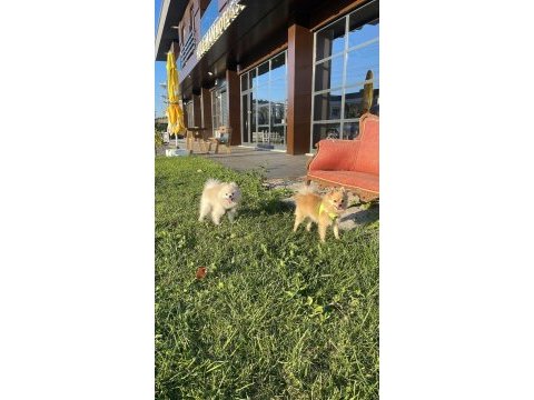 Pomeranian eş bulma ilanıdır