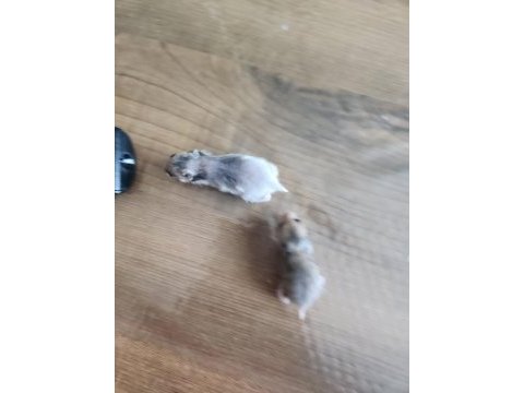 2 mayıs ve 5 mayıs hamsterlarımız sahiplendirilecektir