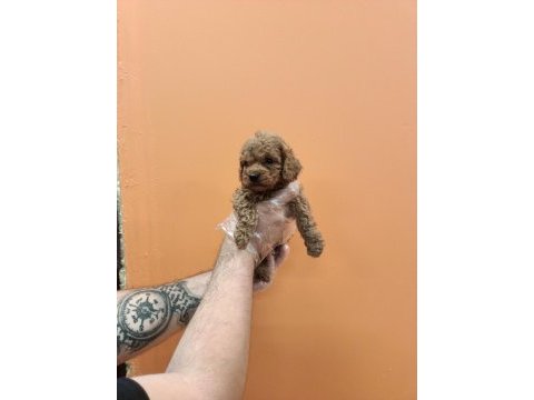 Irk garantili mükemmel toy poodle yavrular