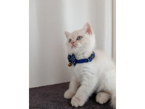 British shorthair red point kedimiz