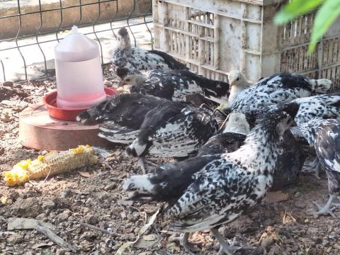 İsviçre appenzeller tavuğu detaylar açıklamada