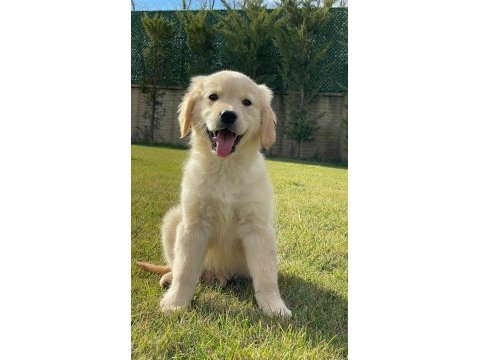 Baby face golden retriever yavruları