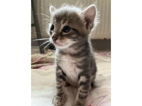 3 kardeş yavru kedileri sahiplendirme