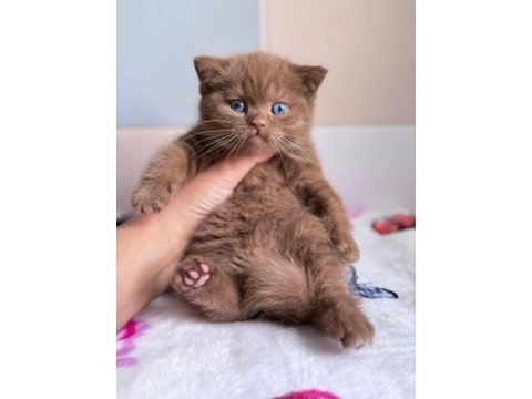Nadir bulunan cinnamon british shorthair