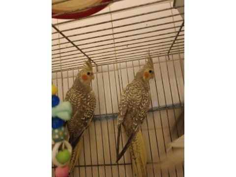 3 aylık erkek yavru sultan papağanı