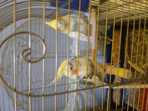 Çift sultan papağanı daha önce yumurta alındı