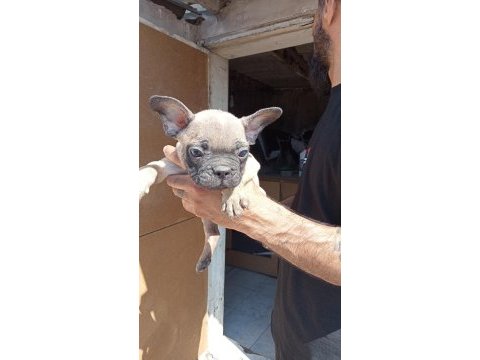 French bulldog yavrular sıfır burun sıfır kuyruk
