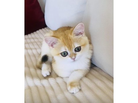 Safkan british shorthair golden dişi yavru