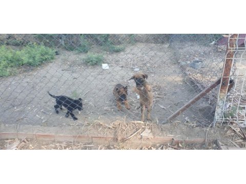 Erkek ve dişi safkan malinois