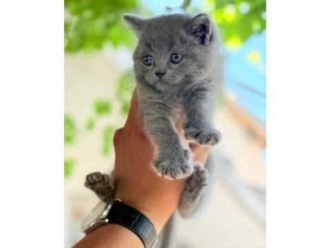 Çok tatlı acil yuvaa lütven mesaç atın