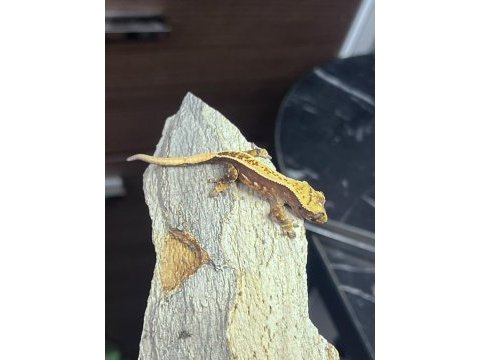 Crested gecko sahiplendirme