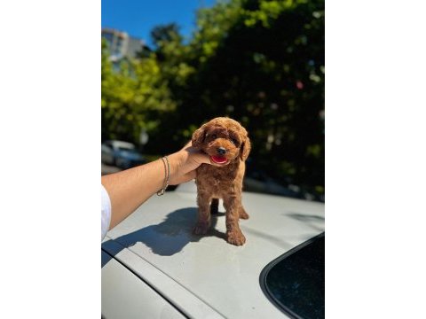 Şahane toy poddle(kütahya exuma pet center)