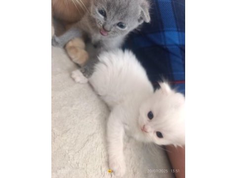 Sevimli british shorthair bebeklerimiz sahiplendirilecek
