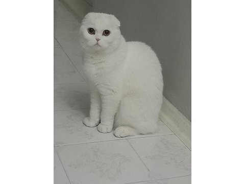 Acil dişi scottish fold