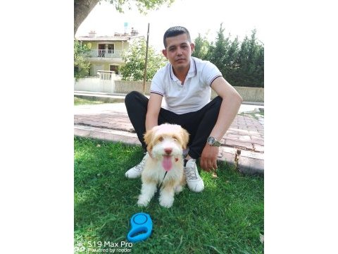 1 yaşında çok akılı ve uysal eğitimli maltipoo