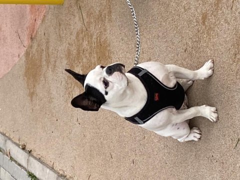 Ücretsiz sahiplendirme 11 aylık fransız bulldog